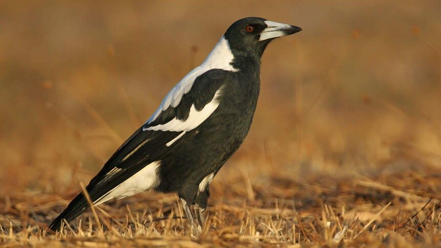 Magpies have declined significantly in the East Coast, a new report shows.