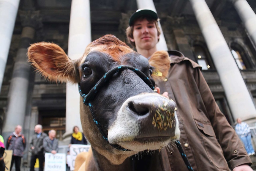 James Krieg and his cow at Adelaide protest rally