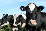 Cows on Marian McDonald's dairy farm in Gippsland