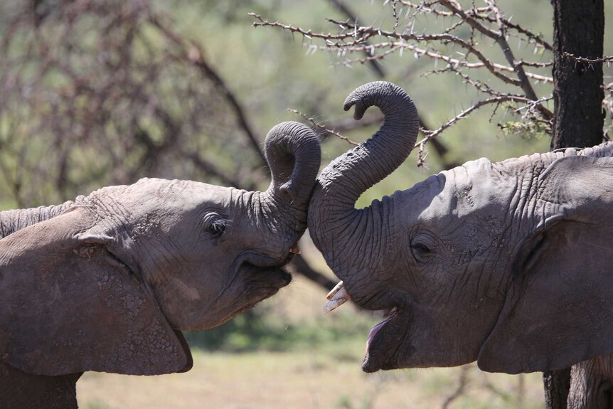 An elephant and her calf, trunk to trunk