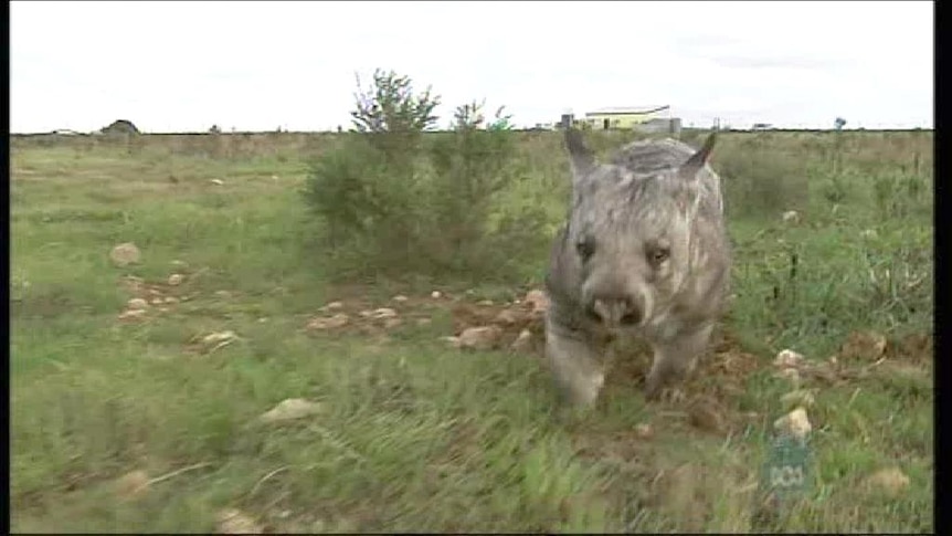 Fears for wombats buried alive