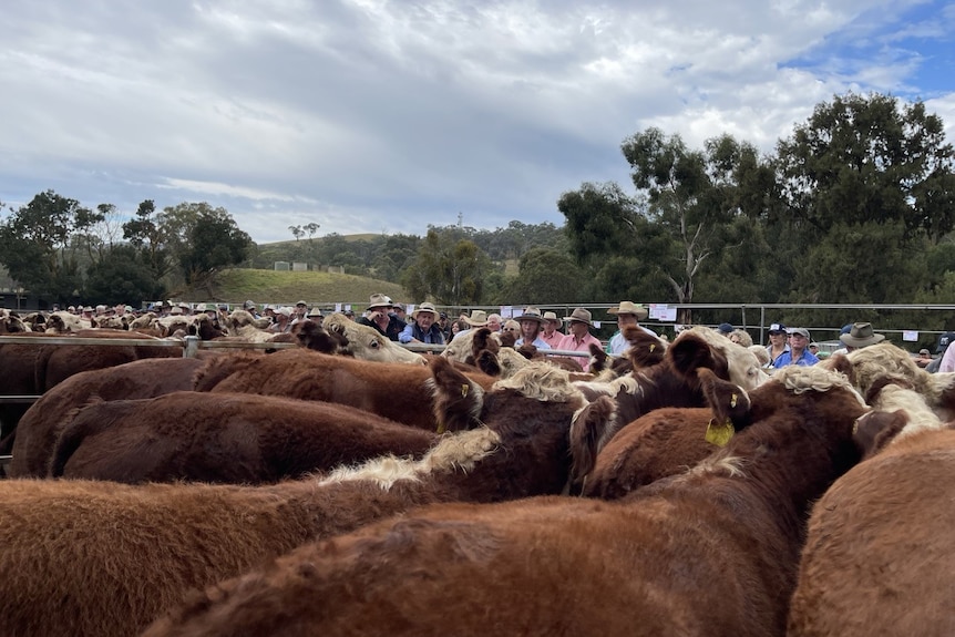 Cattle with people in the background at an auction