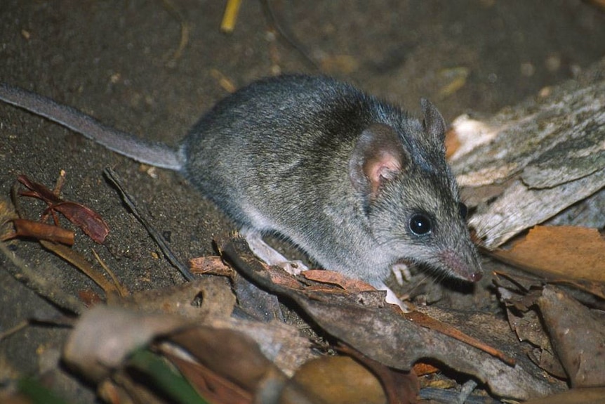 A small grey dunnart on some leaf litter.