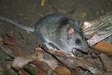 A small mouse like animal