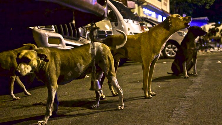 The dogs of Mumbai