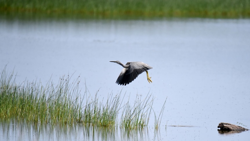 Photo showing bird in flight over wetland