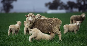 Sheep in a field.