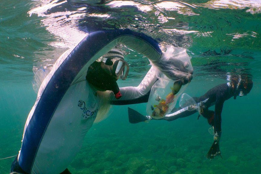 A diver catches the fish in a plastic bag underwater while another diver swims by. 