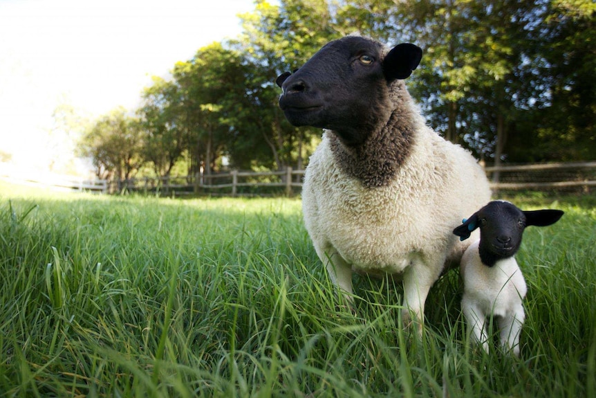 A midshot of a sheep and its baby, with trees in the background.