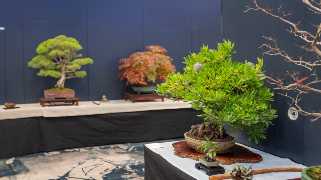 Become a bonsai master - ABC listen