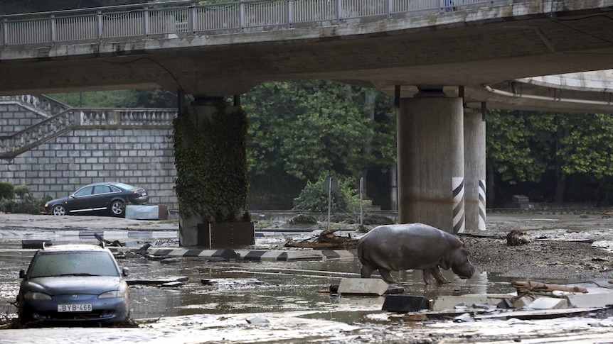 Hippo goes on tour of Tbilisi