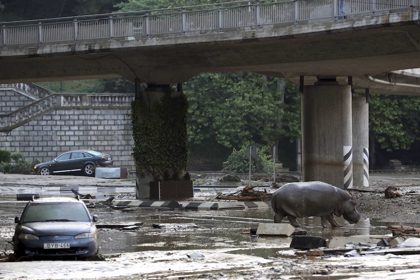 Hippo goes on tour of Tbilisi