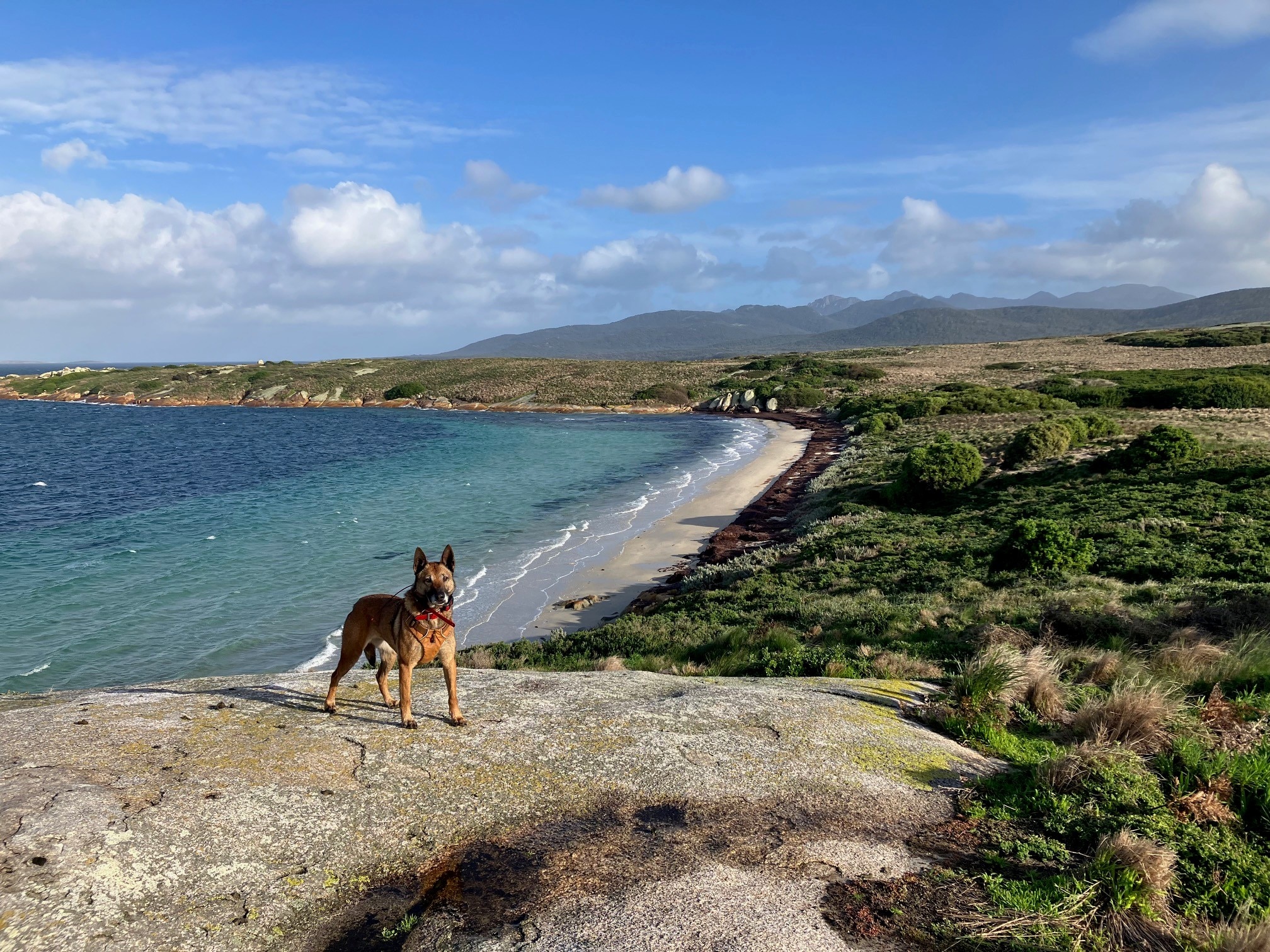 Cats eradicated from Little Dog Island