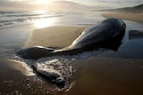 A dead sperm whale on a beach near Cape Conran, Victoria.