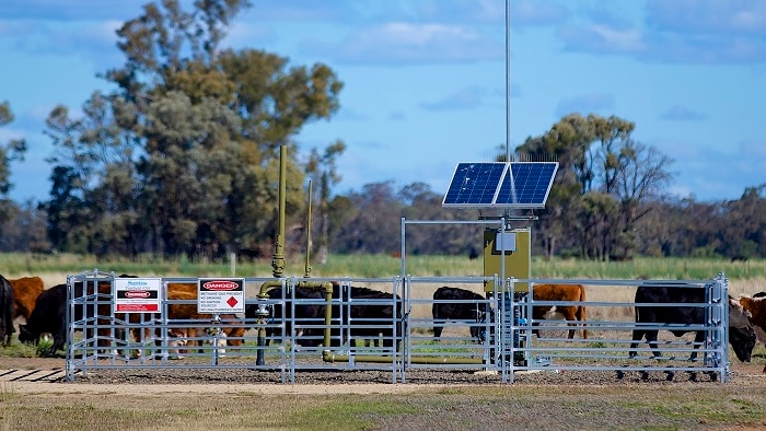 Cattle grazing beside an on farm gas well