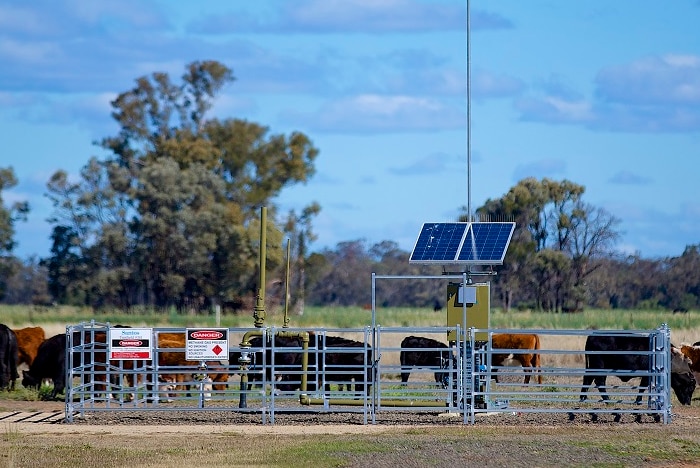 Cattle grazing beside an on farm gas well