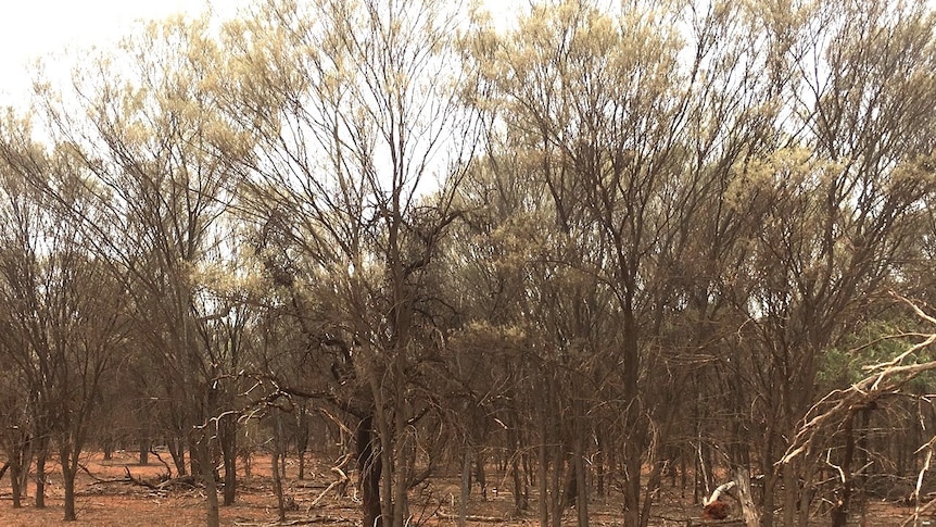 Invasive native scrub dominates growth