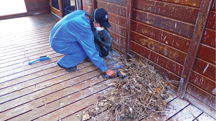 A staff member cleans up seabird droppings wearing protective clothing and a mask at the Willis Island Meteorological Station.