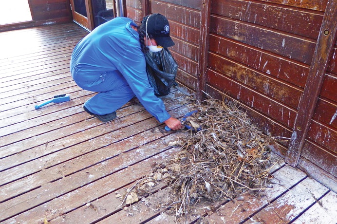 A staff member cleans up seabird droppings wearing protective clothing and a mask at the Willis Island Meteorological Station.