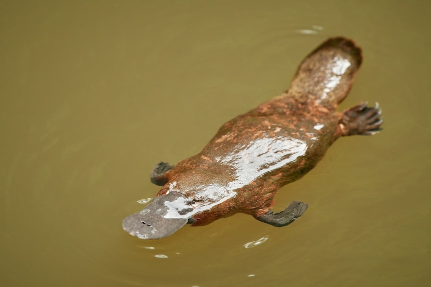 A platypus on the surface of some water close-up swimming