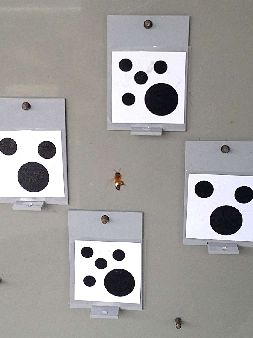 A honey bee flies towards cards printed with different numbers of spots placed on a grey wall.