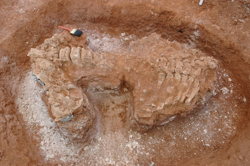 A large fossil half-excavated in red earth.