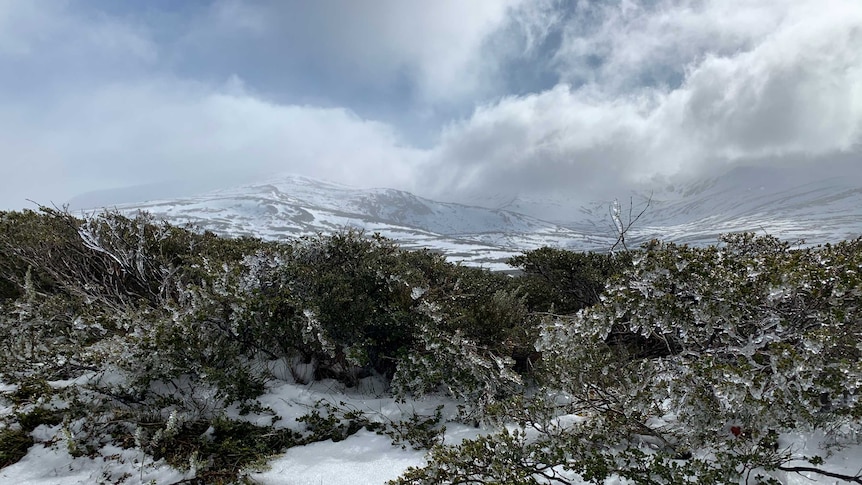 Parts of Kosciuszko National Park will be closed this June Long Weekend