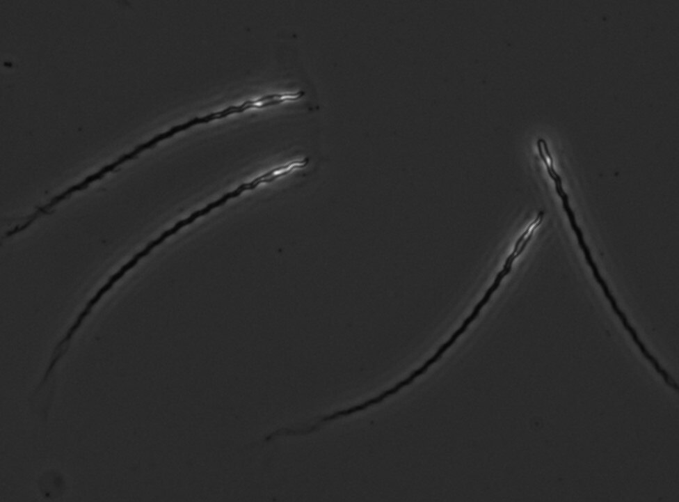 Fewer, less viable sperm follows inbreeding of NZ endangered birds