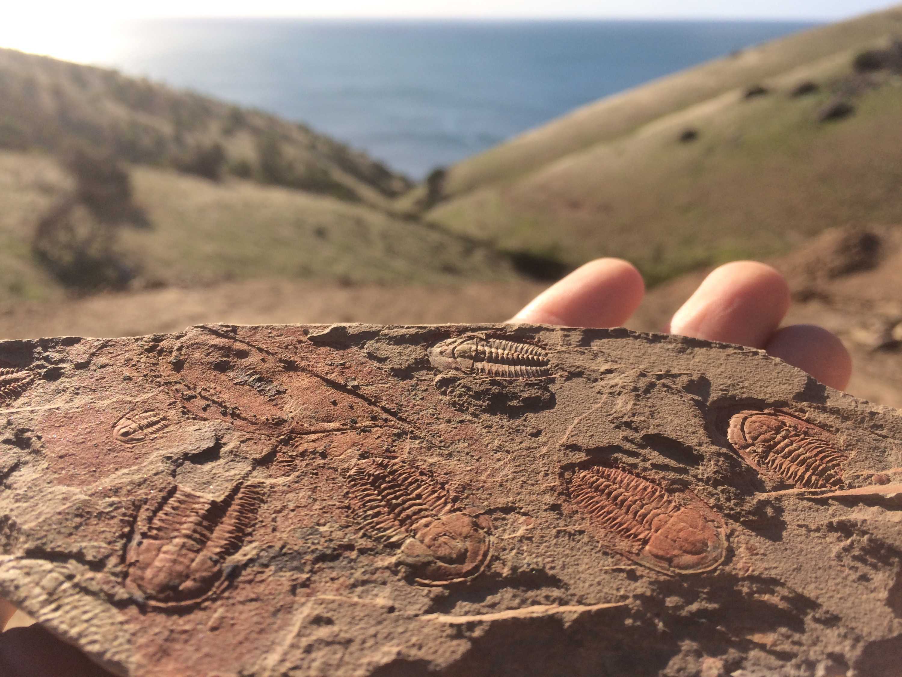 The Cambrian Explosion why did it happen? ABC Radio National