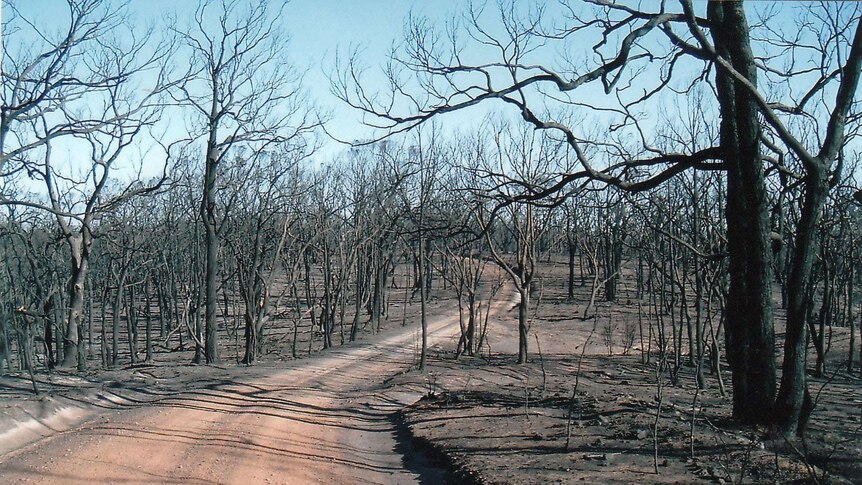 A dirt road surrounded by charred, burnt out trees.