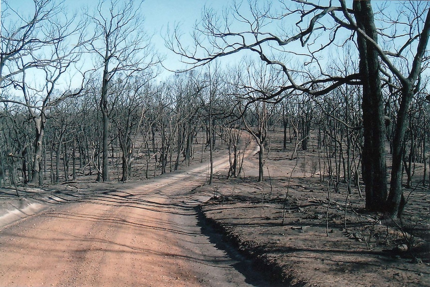 A dirt road surrounded by charred, burnt out trees.