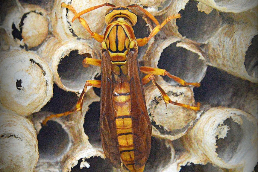 A wasp sits on its hive