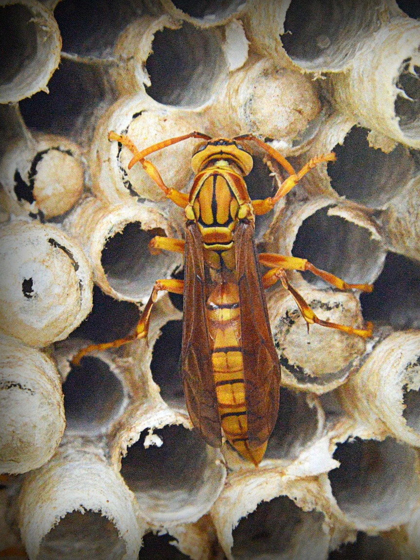 A wasp sits on its hive