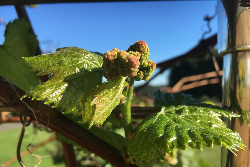 A close up photograph of new growth on a grape vine.