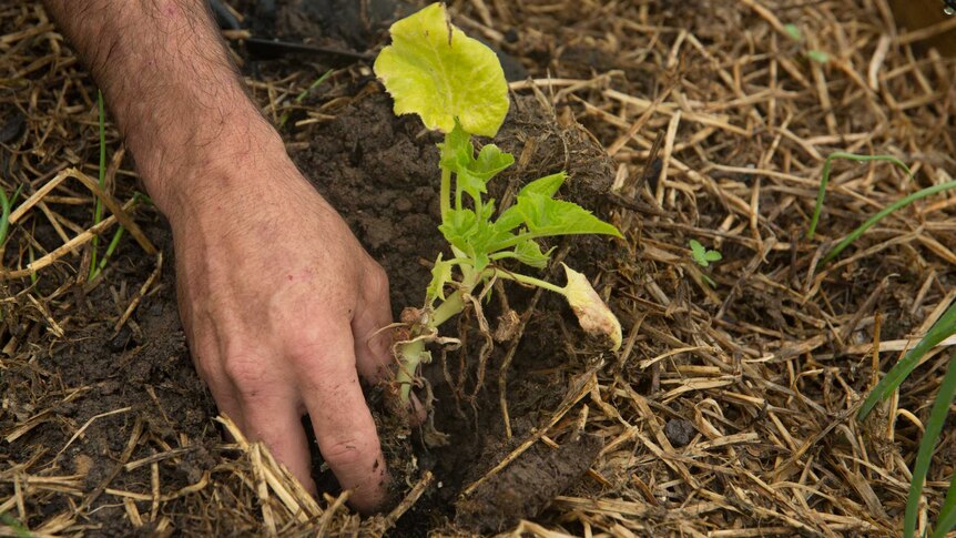 Clinton Everett plants a seedling.