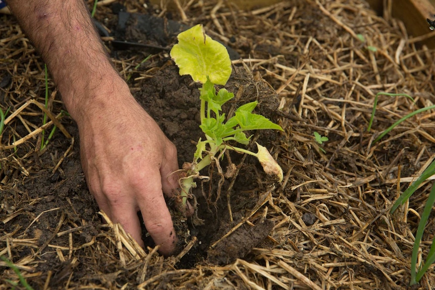 Clinton Everett plants a seedling.