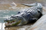 Lolong, a one-tonne saltwater crocodile caught in the Philippines