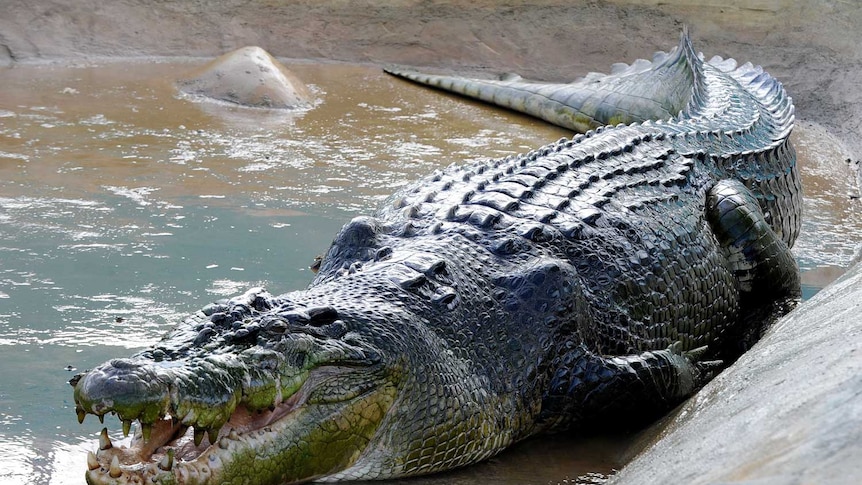 Lolong, a one-tonne saltwater crocodile caught in the Philippines