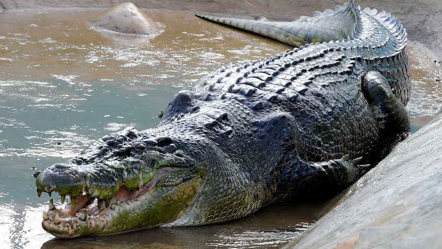 Lolong, a one-tonne, six-metre crocodile