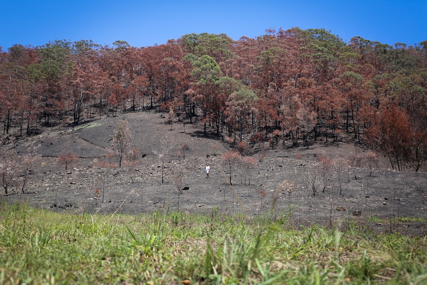 Jenny Hayes stands on burnt hillside