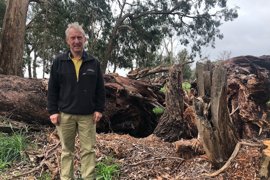 A man wearing a polarfleece and work pants stands in front of a fallen root system, which is as tall as him.