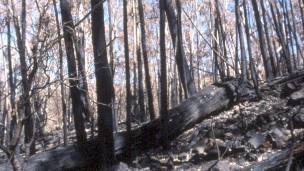 Ian Fraser captured many scenes of destruction in the Brindabella ranges.