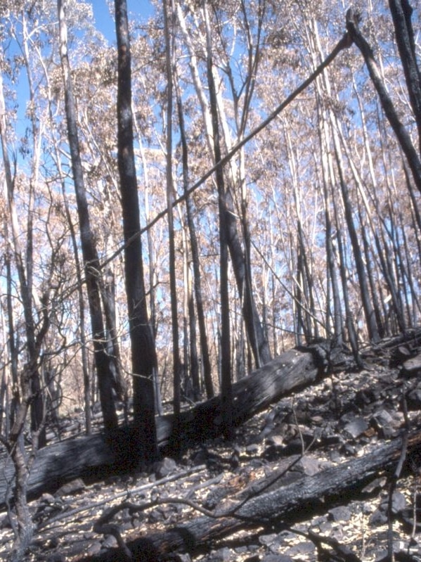 Ian Fraser captured many scenes of destruction in the Brindabella ranges.