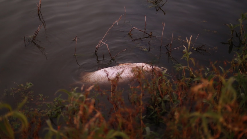 A fish floats dead in the water, surrouded by weeds.