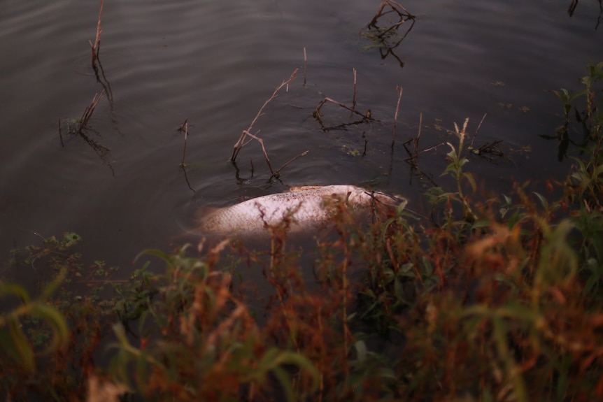 A fish floats dead in the water, surrouded by weeds.
