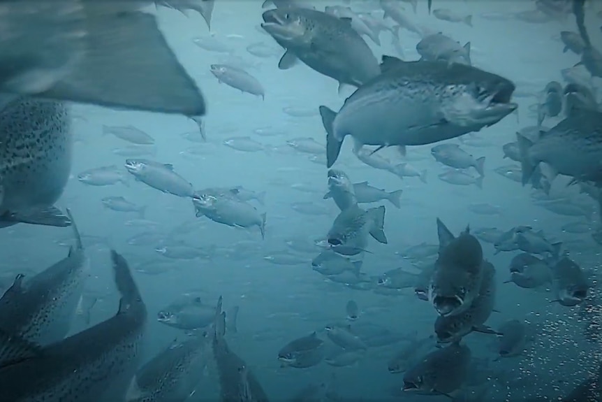 Atlantic salmon swimming in an underwater pen.