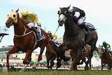 Melbourne Cup contender Fawkner