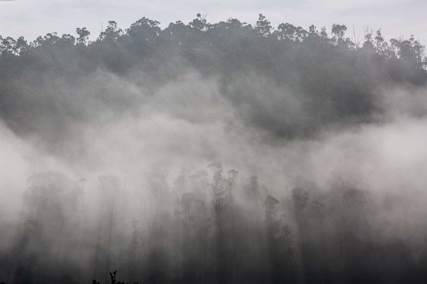 Trees silhouetted through mist