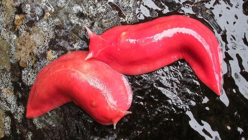 The giant pink slugs of Mount Kaputar National Park.
