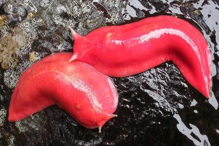 The giant pink slugs of Mount Kaputar National Park.